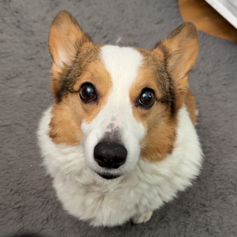 Dexter, Andy's corgi